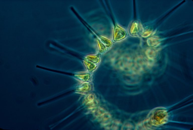 Ảnh vi sinh vật minh họa - Photo by NOAA on Unsplash
